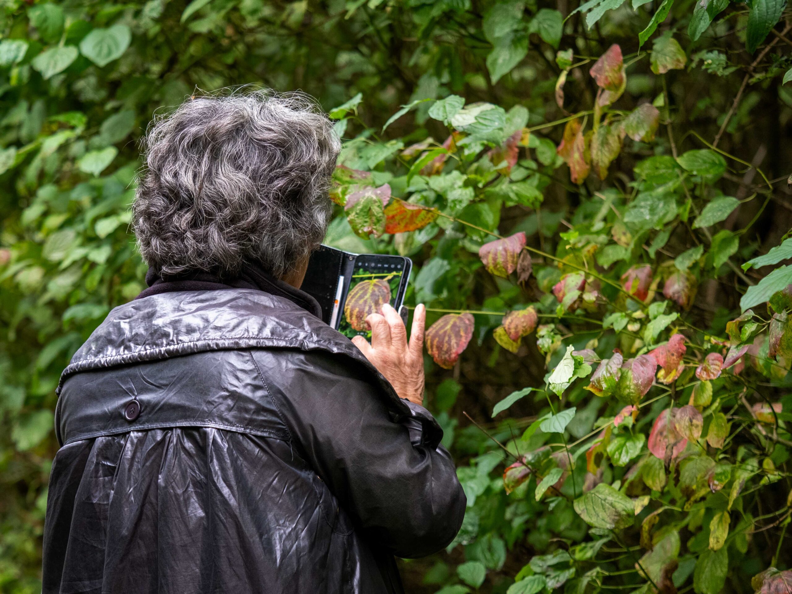 Persoon fotografeert bladeren met smartphone in groene, bosrijke omgeving.