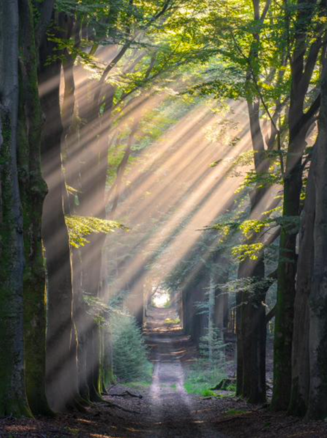 Bos met hoge bomen, zonnestralen vallen diagonaal door het bladerdak op een smal pad.