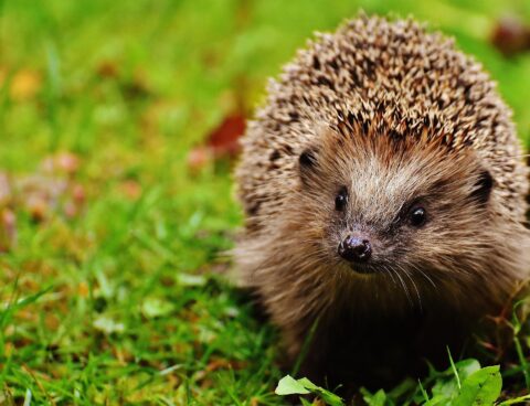 Egel op grasveld, dichtbij gefotografeerd met scherpe stekels en nieuwsgierige blik.