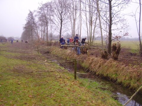 Vrijwilligers vlechten takken langs een sloot in een winters, landelijk landschap.