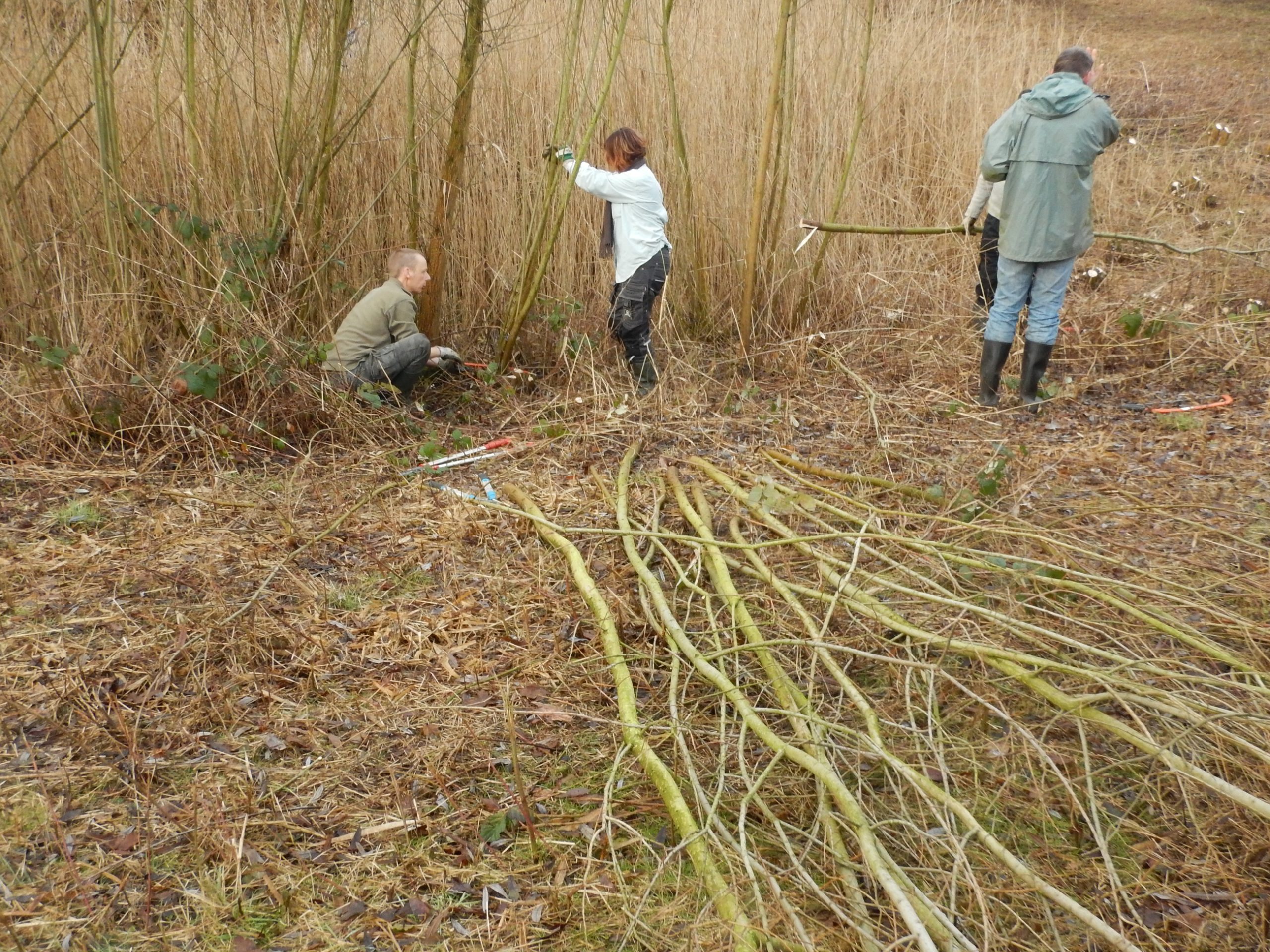 Wilgenopslag verwijderd bij paddenpoel