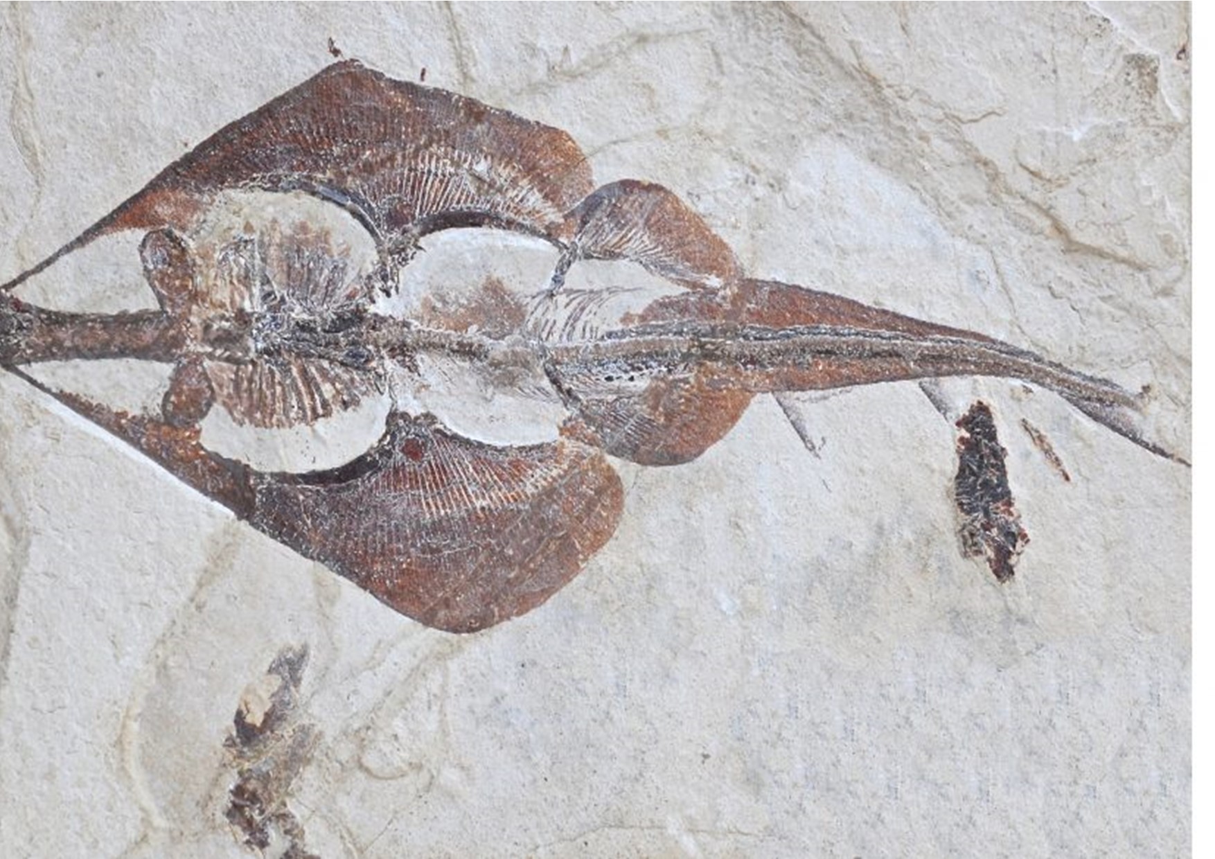 Vrijwilliger worden in het Gelders Geologisch Museum ?