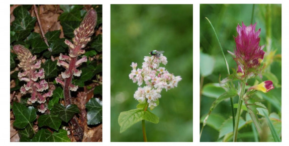 foto's © IVN Natuur-educatie Arnhem