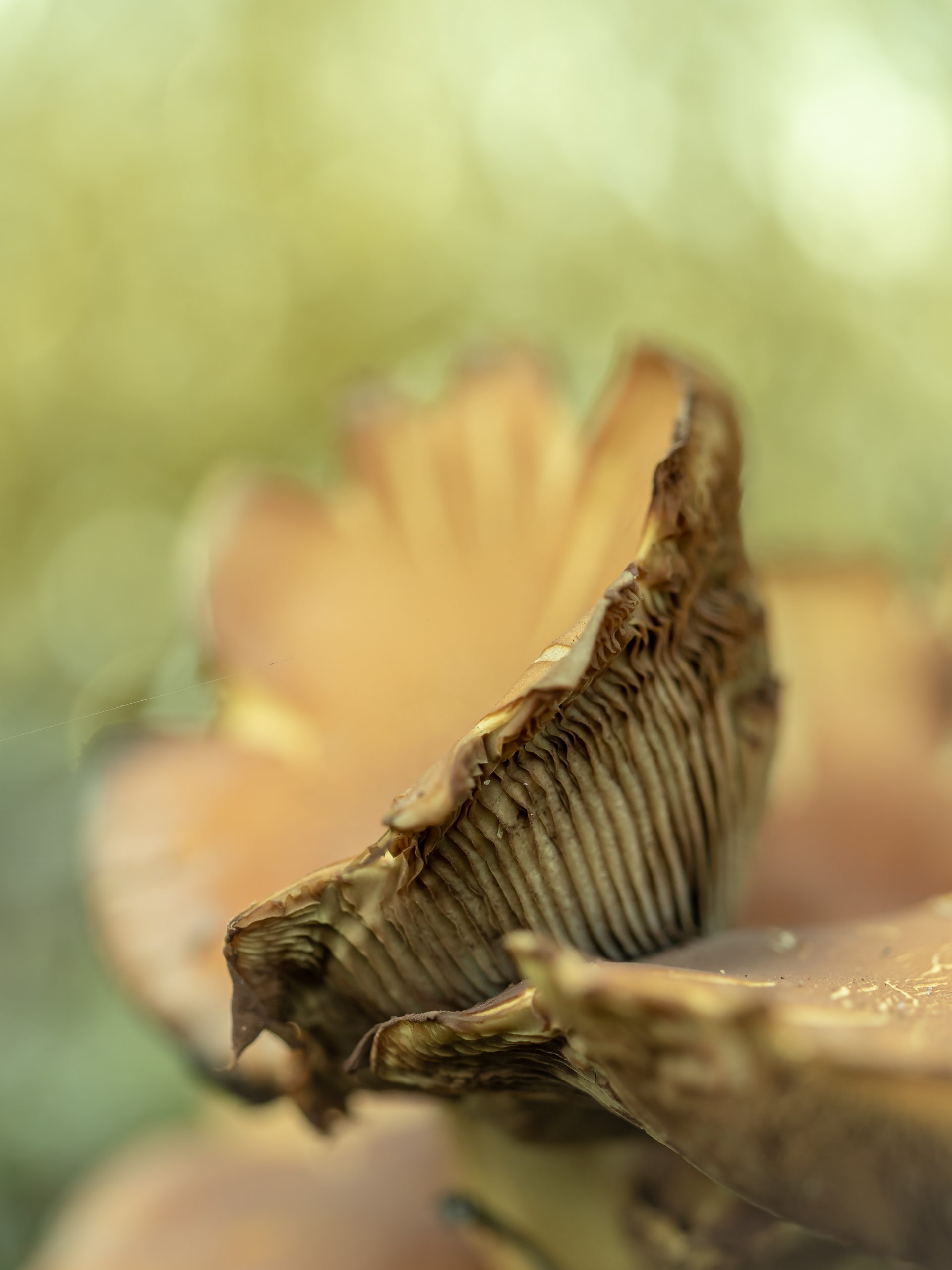 Leerzame ervaring: Natuurfotografie met je mobiel.
