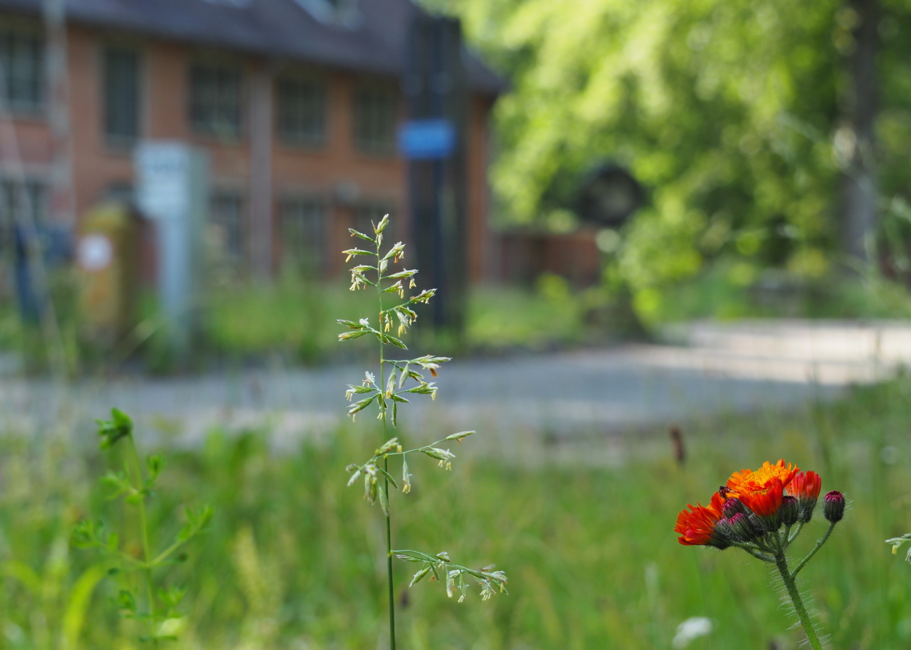Weekendwandeling Fliegerhorst Deelen in Schaarsbergen overweldigend succes !