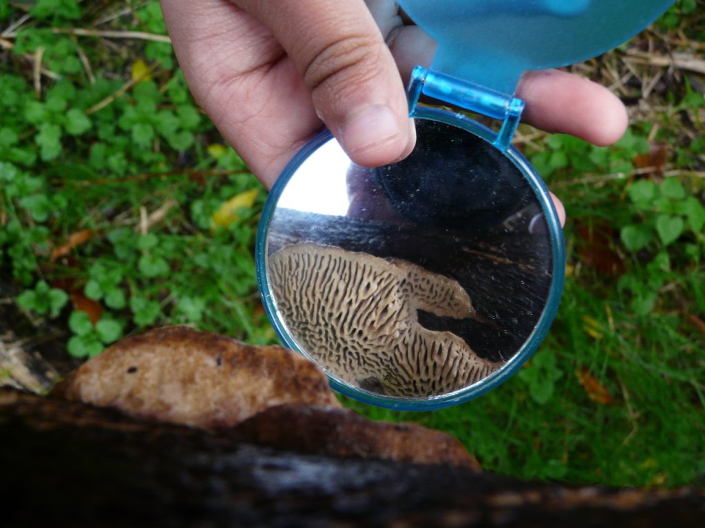 Excursie: weekendwandeling Warnsborn