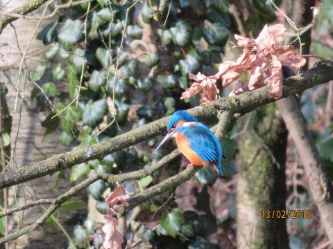 IJsvogel op tak met groen en bruine bladeren, datum 13/02/2018.