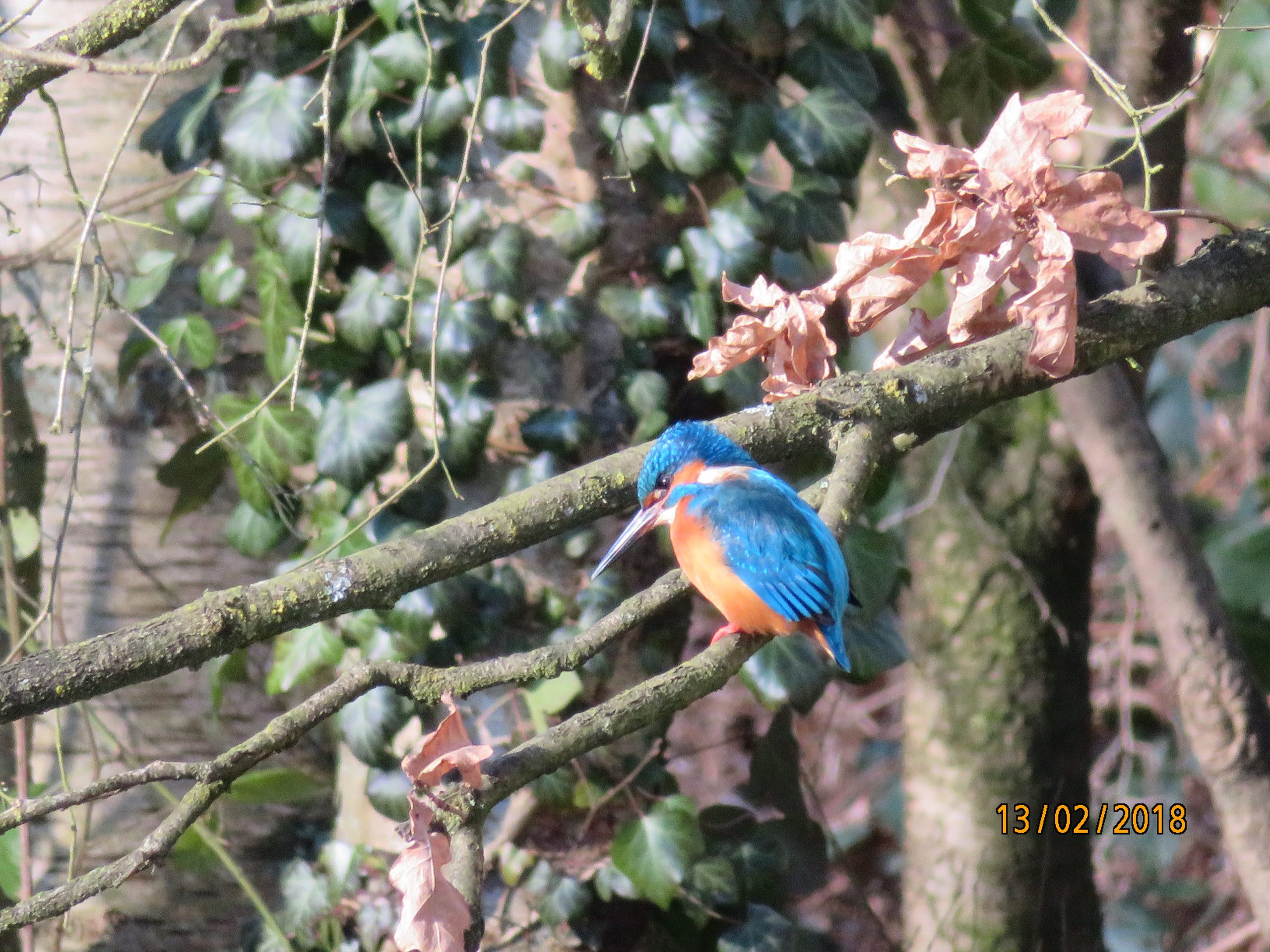 IJsvogel op tak met groen en bruine bladeren, datum 13/02/2018.