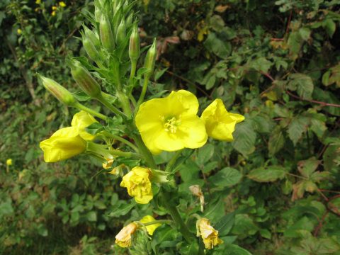 Gele bloemen in bloei tegen een achtergrond van groen gebladerte.