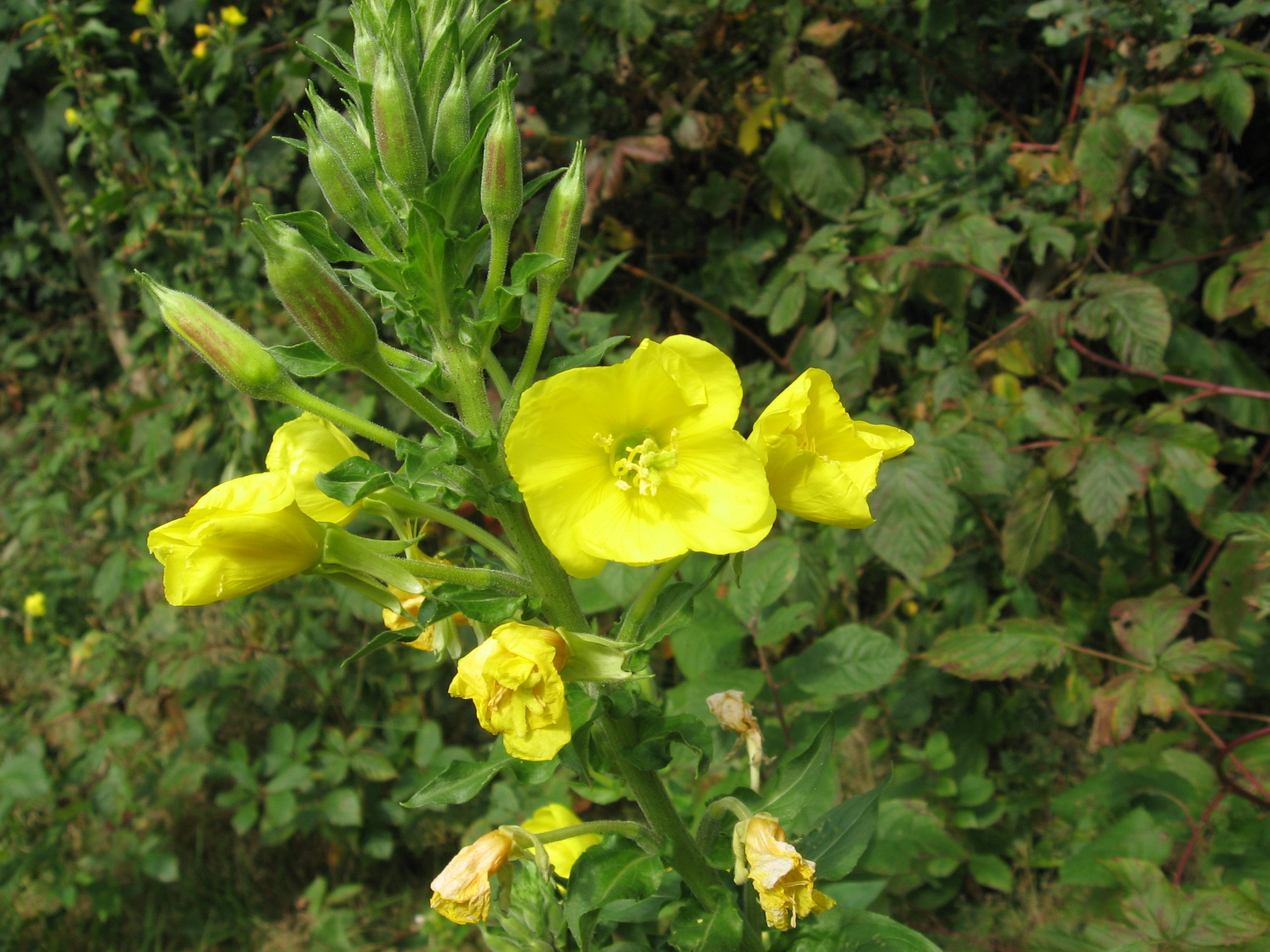 Gele bloemen in bloei tegen een achtergrond van groen gebladerte.