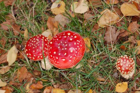 Drie vliegenzwammen met rode hoeden en witte stippen op gras, omringd door herfstbladeren.
