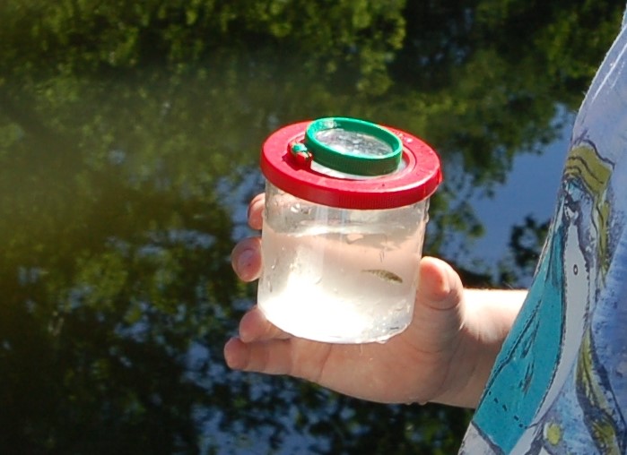 Kind houdt plastic pot met water en kleine vis vast bij vijver.