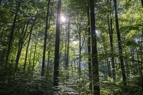 Boslandschap met hoge bomen en zonnestralen die door het dichte bladerdak schijnen.