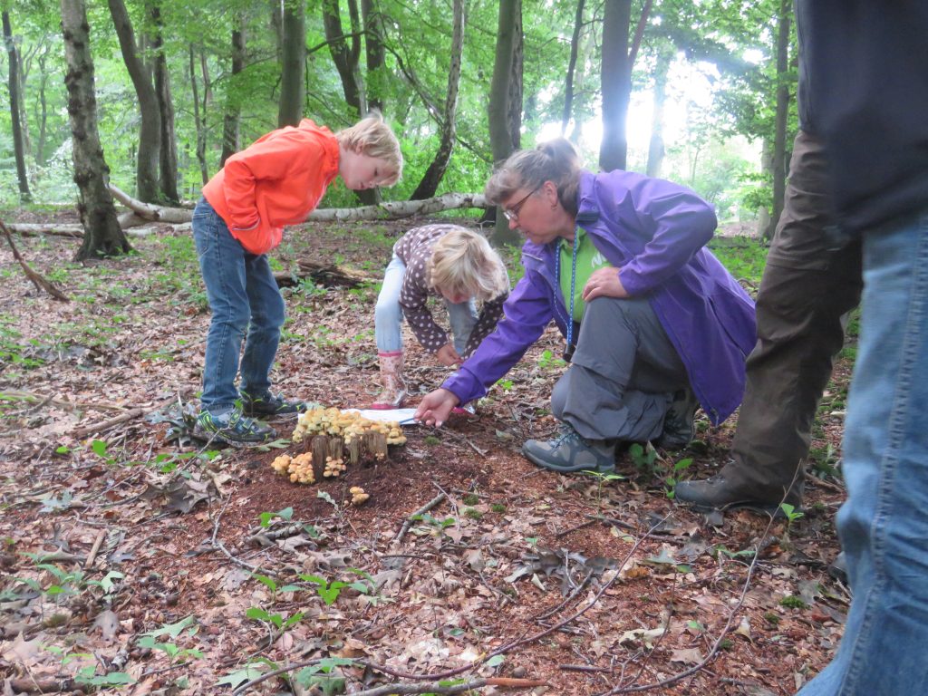 Drie mensen inspecteren paddenstoelen in een bosrijke omgeving.