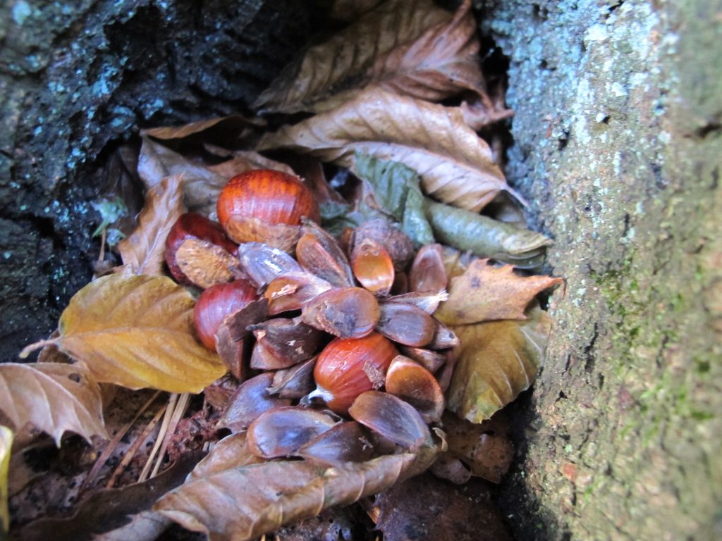 Kastanjes en beukenootjes op een bed van herfstbladeren in een boomholte.