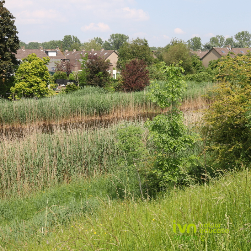 Groene graslandschappen met riet en bomen, huizen in de achtergrond onder een blauwe lucht.