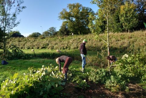 Mensen werken in een groene weide met een heuvel en schapen op de achtergrond.