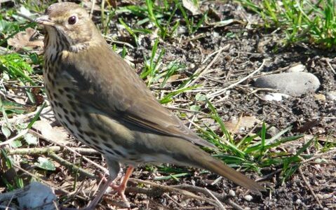 Bruine zanglijster op de grond tussen gras en takken.