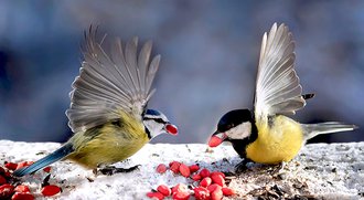 Twee vogels eten rode bessen op een besneeuwde ondergrond, beide met gespreide vleugels.