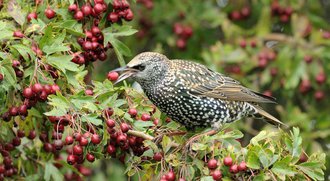 Spreeuw eet rode besjes aan een tak met groene bladeren.