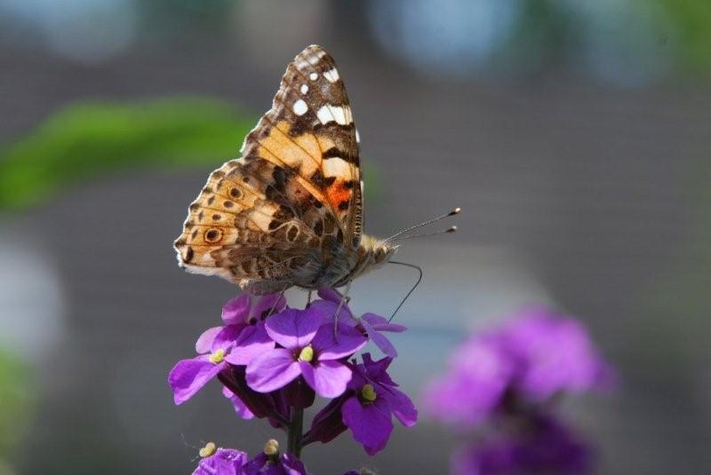 Een bontgekleurde vlinder rust op paarse bloemen.