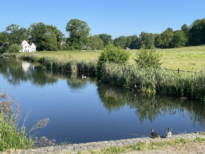 Een rustige vijver met eenden, omgeven door grasvelden en bomen onder een heldere blauwe lucht.