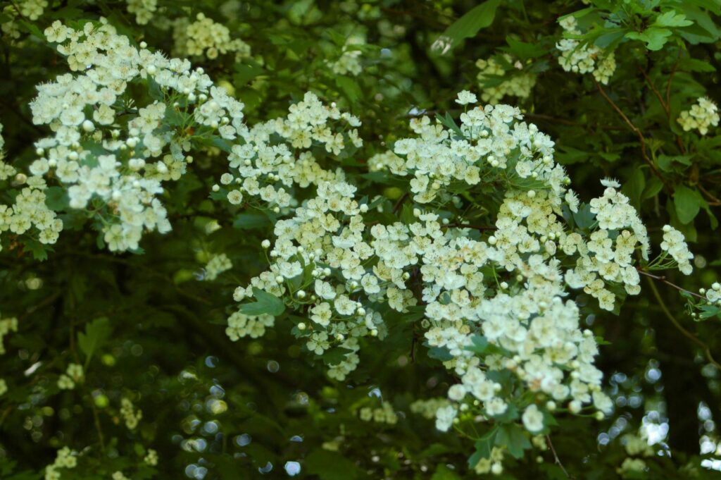 Witte bloesems en groene bladeren in dicht loof op een zomertak.