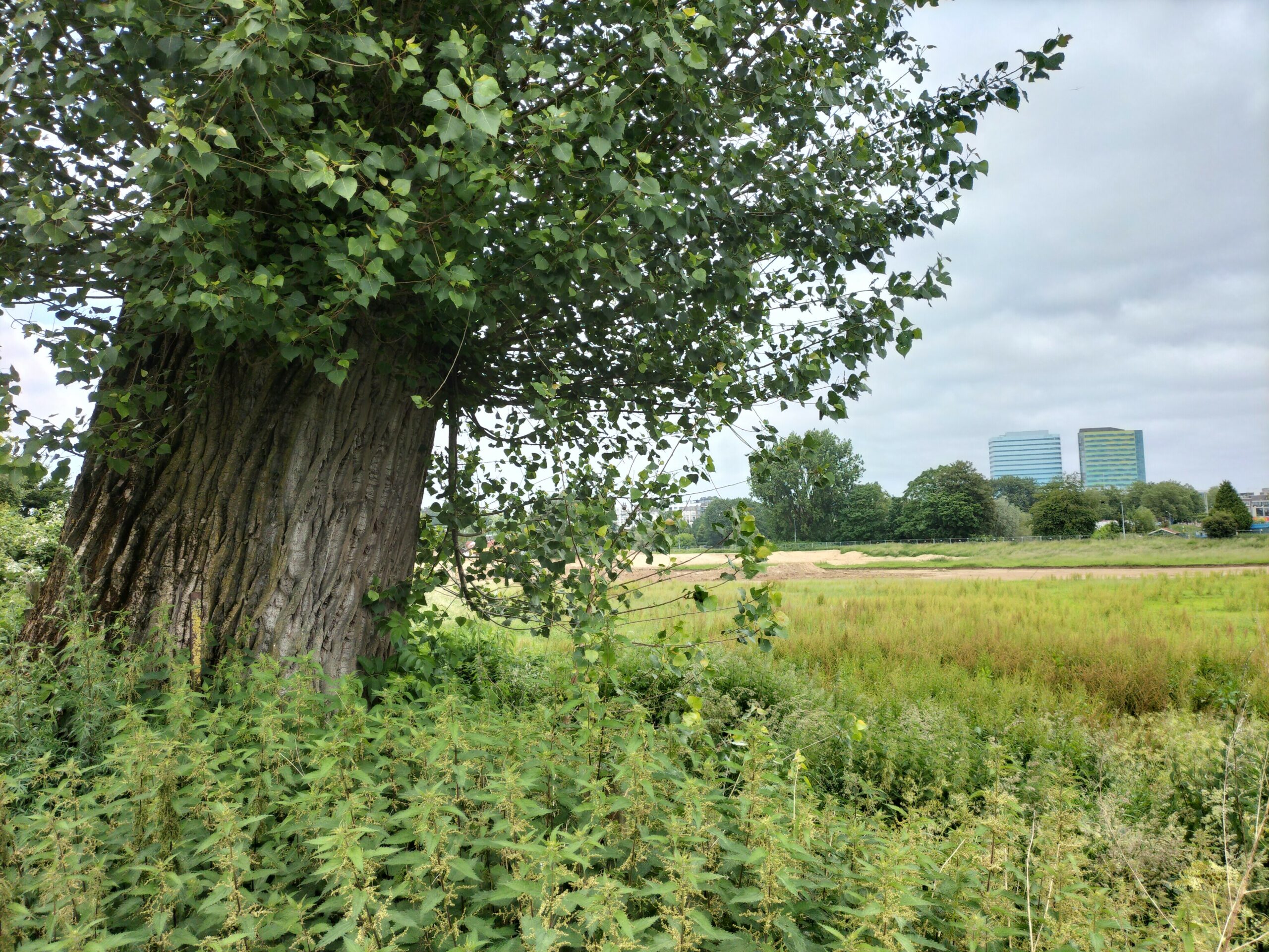 Grote boom met weelderige bladeren en uitzicht op grasland en moderne gebouwen in de verte.