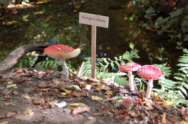 Vliegenzwammen naast een bordje langs een bosrijk beekje.