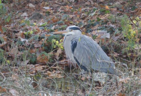 Reiger staat in een bosrijke omgeving met bladeren bedekt, kijkend naar links.