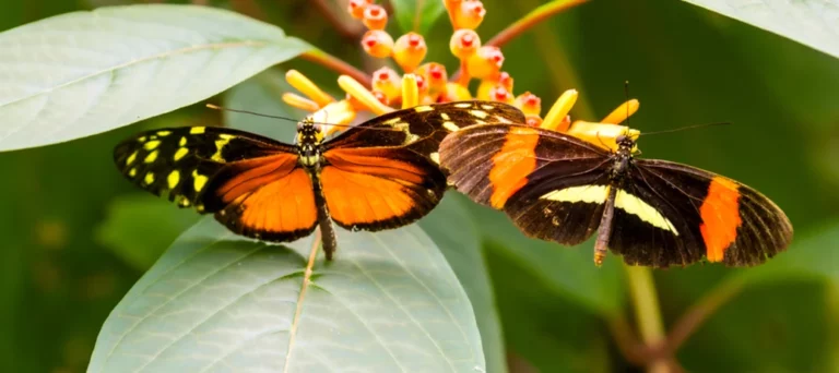 Twee kleurrijke vlinders op een bloeiende plant met groene bladeren.