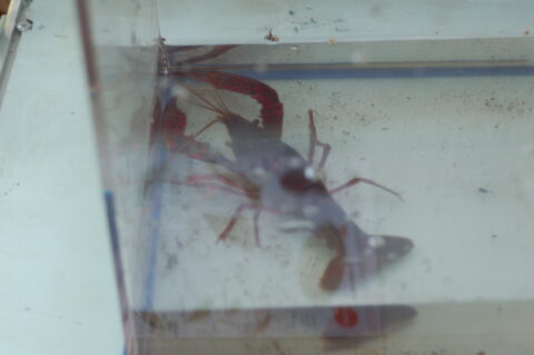 Kreeftachtig dier in een glazen aquarium op een lichtgrijze ondergrond.