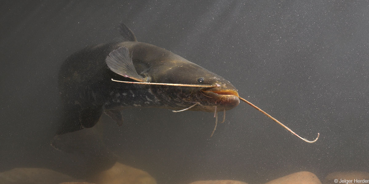 Meerval zwemt onder water met lange snorharen, lichte stenen op de bodem zichtbaar.