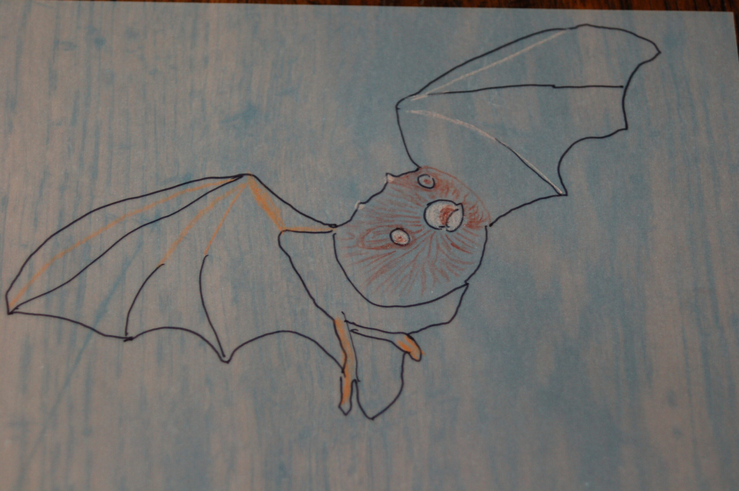 Tekening van een vliegende vleermuis op een blauwe achtergrond.