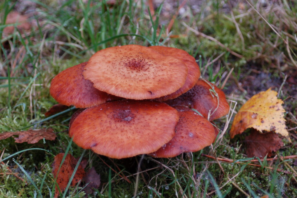 Rode paddenstoelen groeien in gras, met een geel herfstblad ernaast.