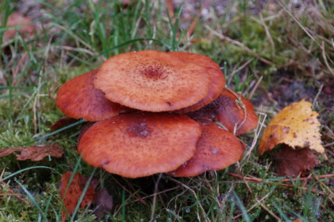 Rode paddenstoelen groeien in gras, met een geel herfstblad ernaast.