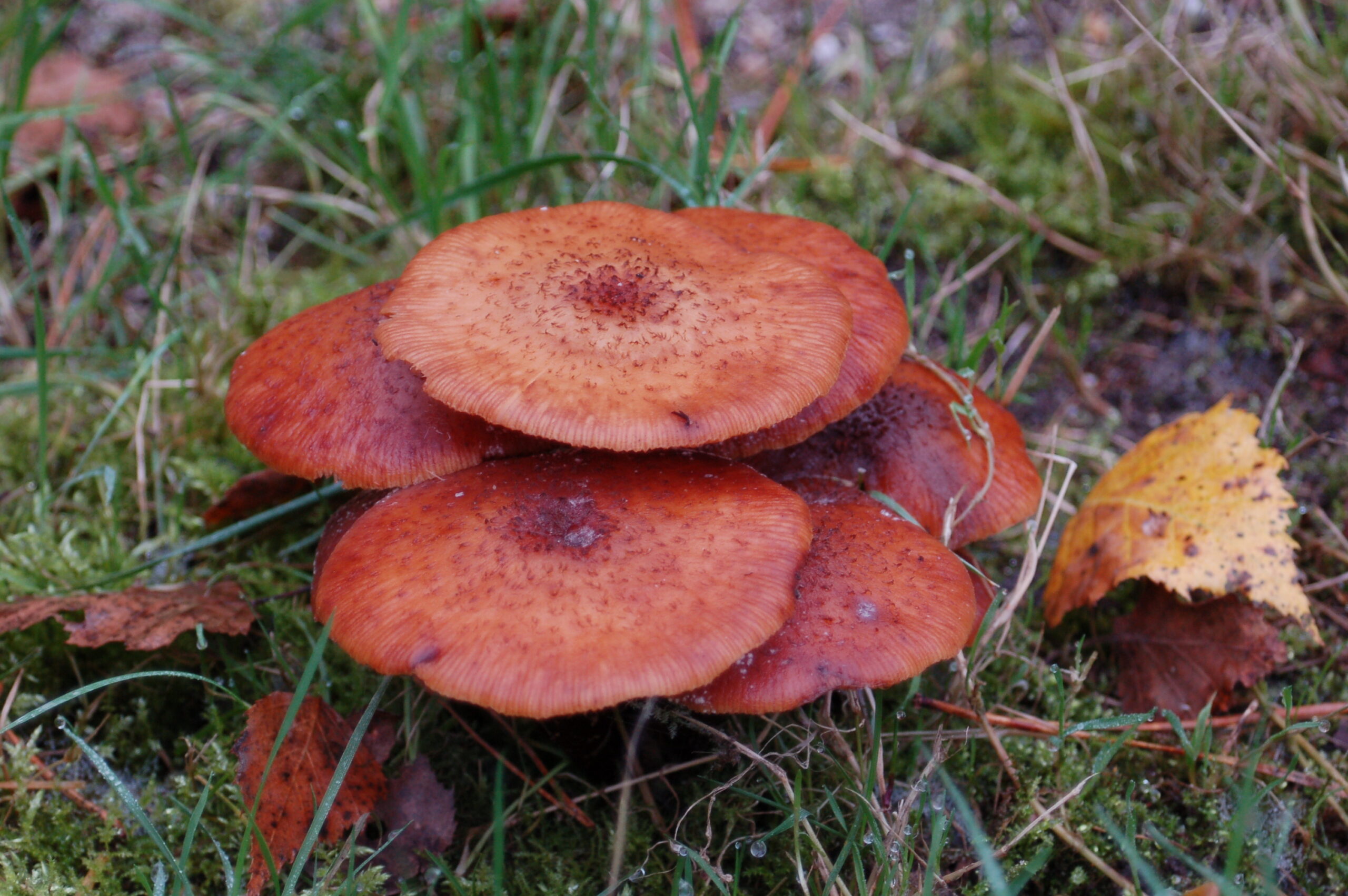 Rode paddenstoelen groeien in gras, met een geel herfstblad ernaast.