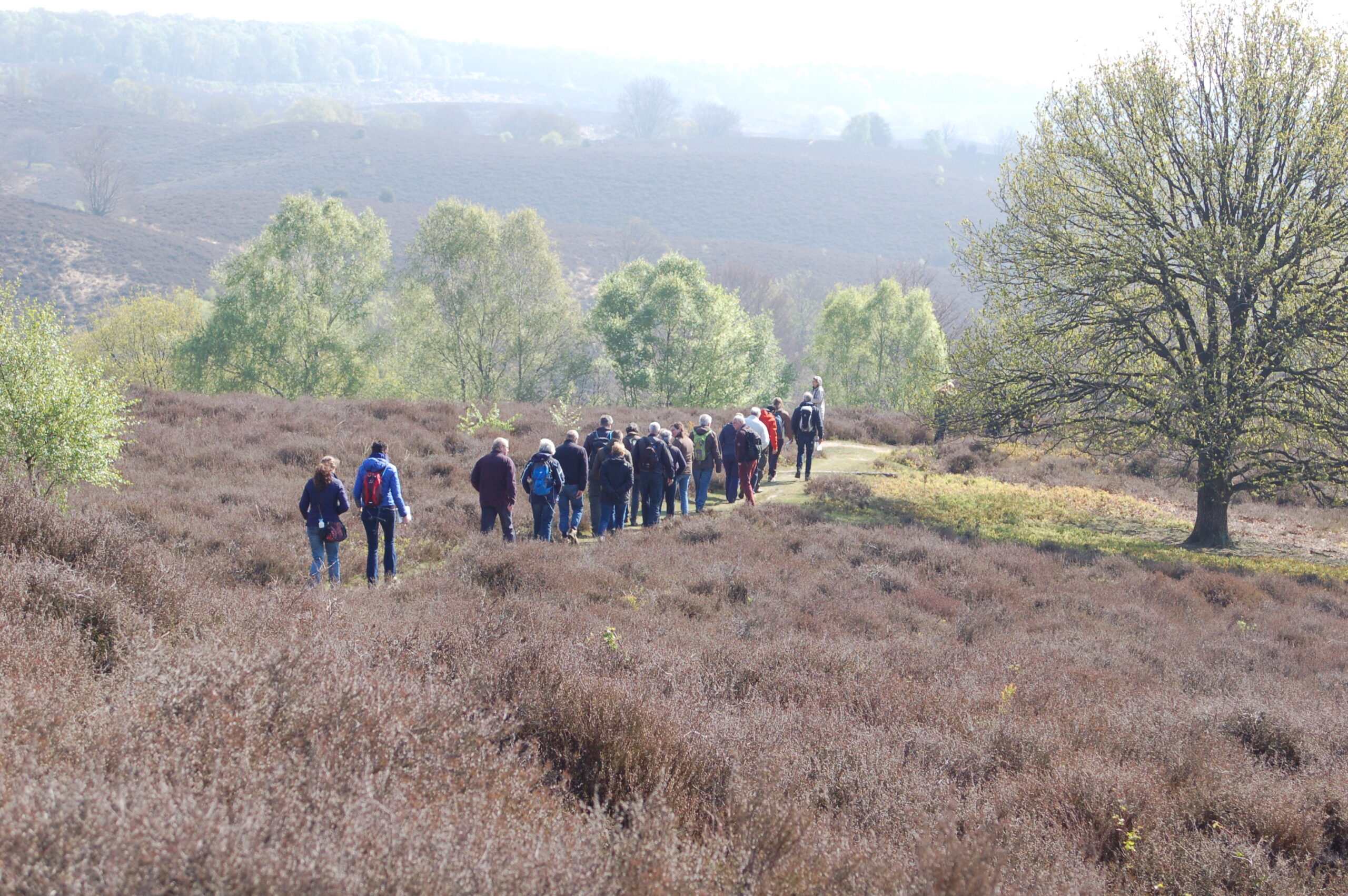 Een groep wandelaars loopt over een pad door een heuvelachtig heidegebied.