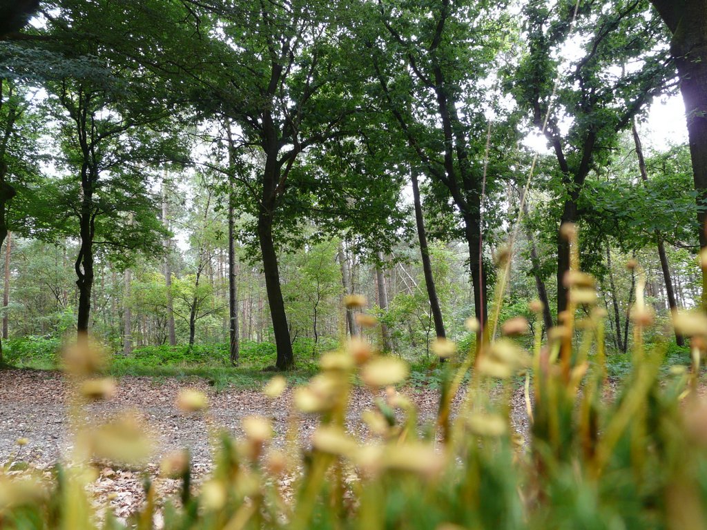 Bossig landschap met hoge bomen en onscherpe bloemen op de voorgrond.