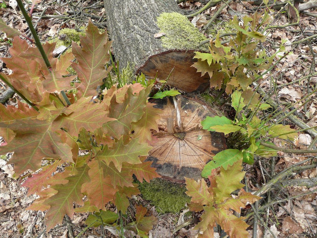 Boomstronk met jonge eikenbladeren en mos in een bosrijke omgeving.