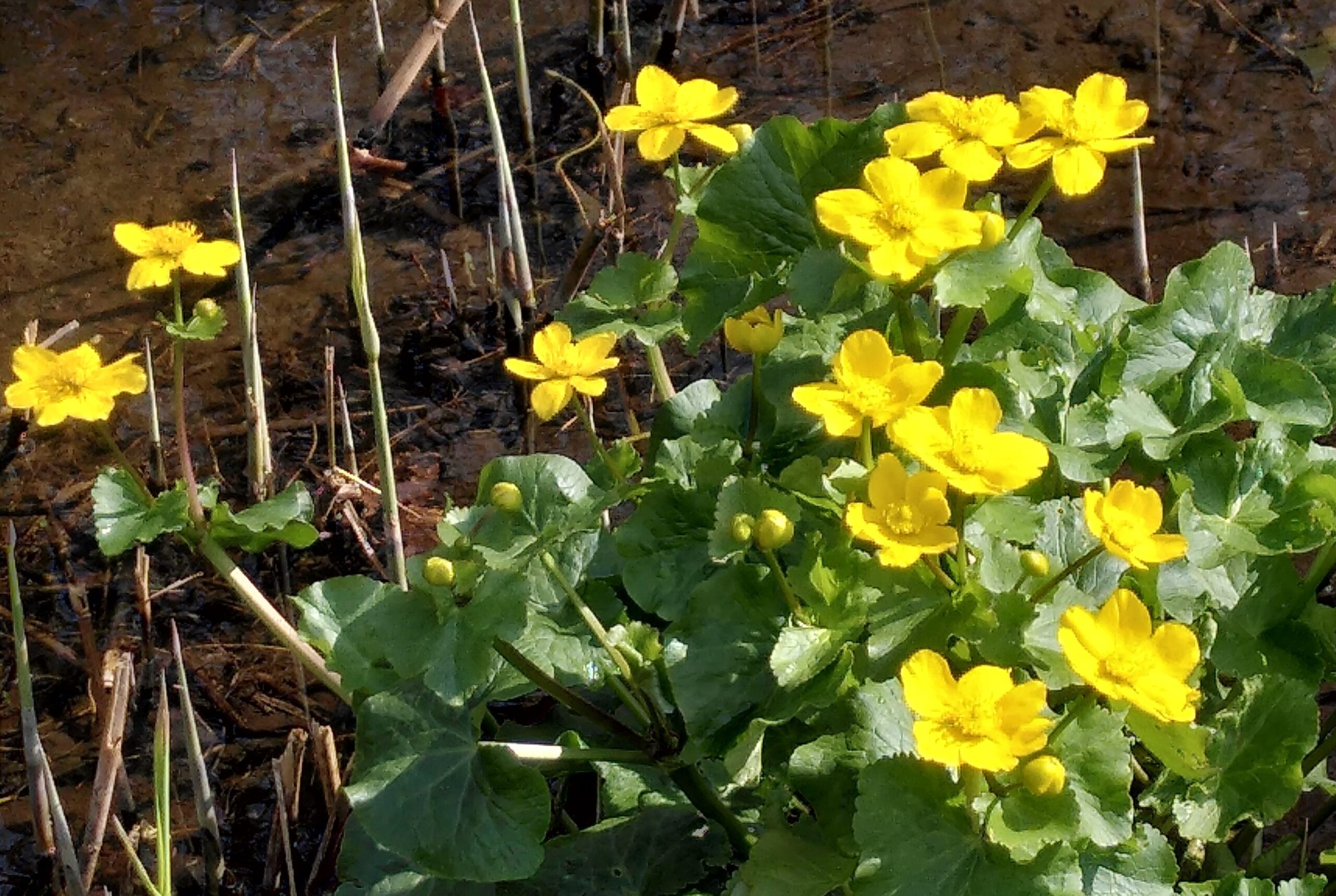 Geelbloeiende dotterbloemen bij een vijverrand, omgeven door groene bladeren.