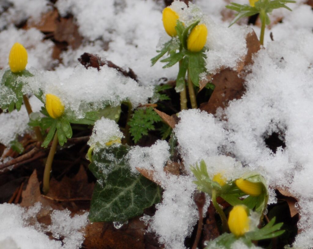 Gele bloemen bedekt met sneeuw tussen bruine bladeren.
