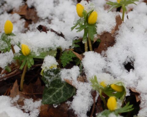 Gele bloemen bedekt met sneeuw tussen bruine bladeren.