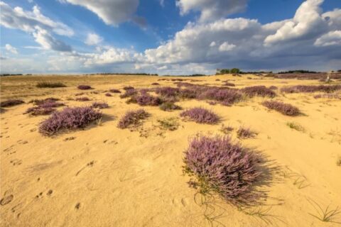 Zandduinen met paarse heide onder een bewolkte blauwe lucht.