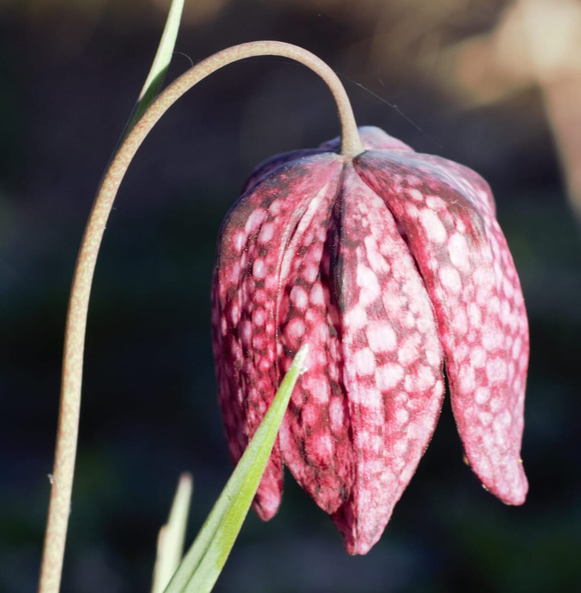 Paarse kievitsbloem met gevlekt patroon en gebogen stengel tegen een donkere achtergrond.