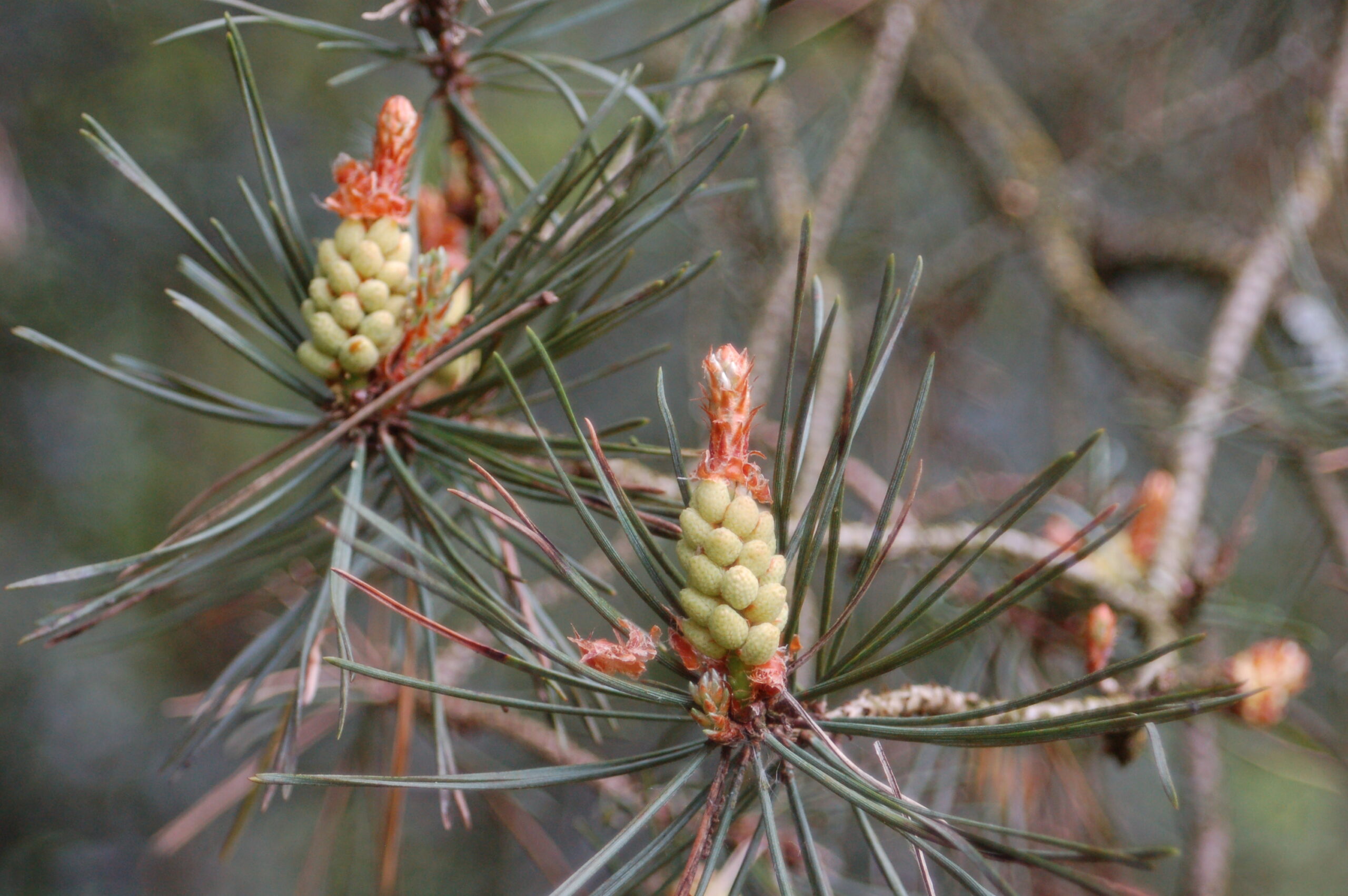 Dennenboomtak met jonge, groene kegels en lange naalden. Achtergrond is wazig.
