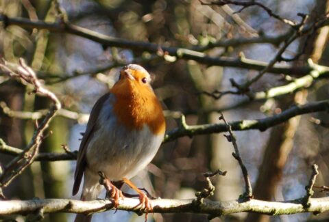 Roodborstje zit op een tak, omringd door onscherpe takken in een bosachtige omgeving.