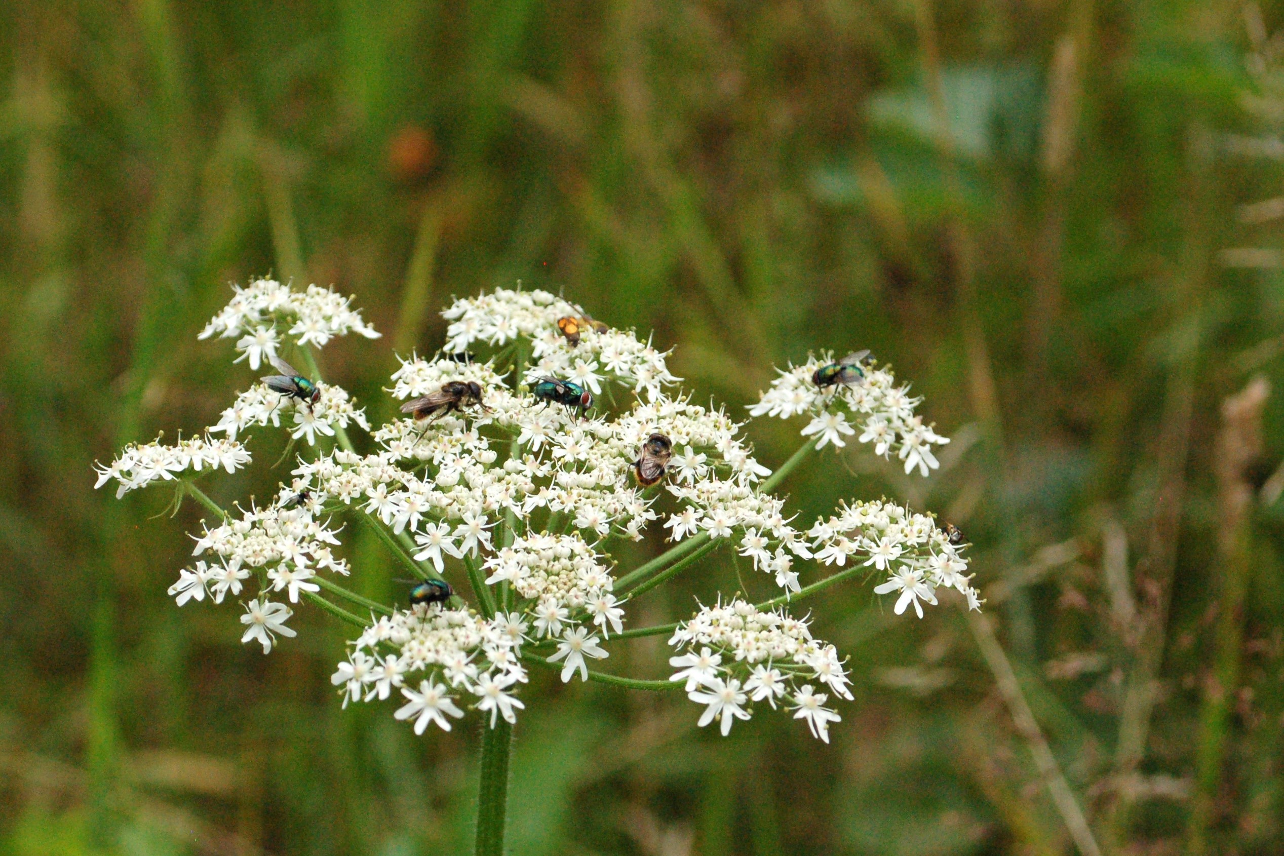 Witte bloemschermen met meerdere insecten erop, omgeven door groen gras.