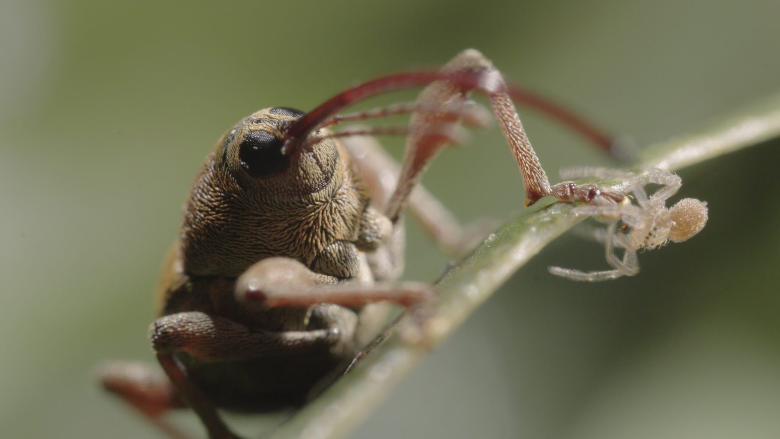 Close-up van een snuitkever op een tak, naast een kleine spin, tegen een groene achtergrond.