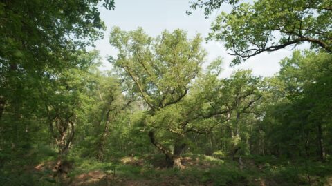 Dichte bosrijke omgeving met hoge, groene bomen en zonlicht dat door het bladerdak schijnt.